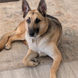 Entry image for Popeye(Foster Dog)