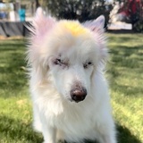 Entry image for Sophia "Toots" Pawrillo