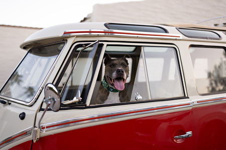 Entry image for Earl . Clicking this image will show a larger photo