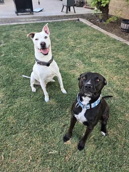Entry image for Nina and Kahuna. Clicking this image will show a larger photo