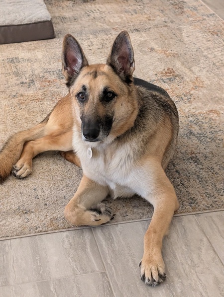Entry image for Popeye(Foster Dog). Clicking this image will show a larger photo