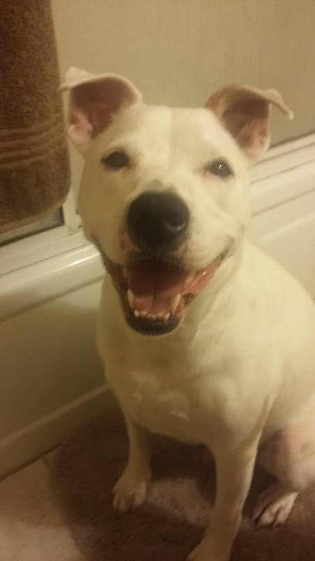 Hank