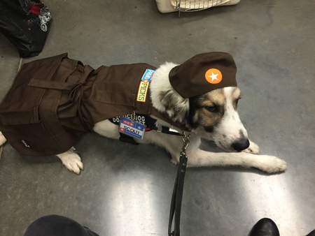 Scout the Wonder Pup 