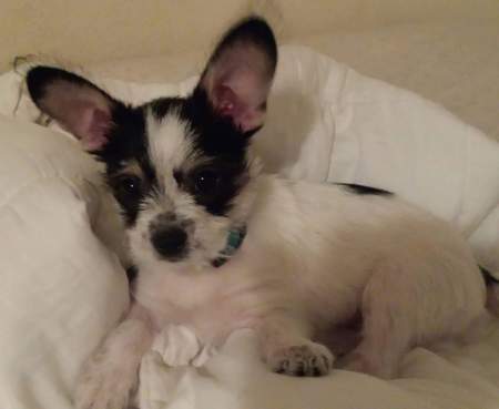 ROMEO