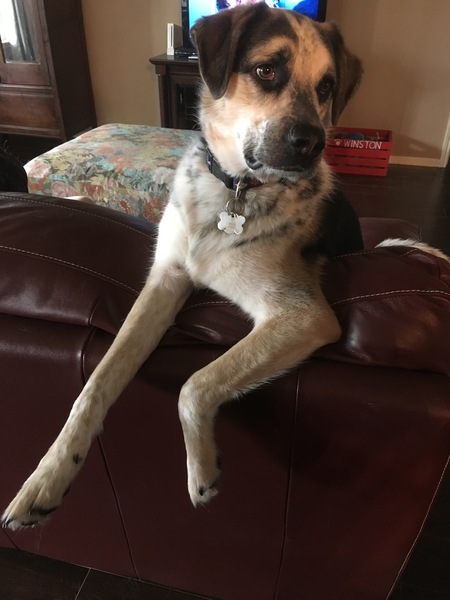 Winston