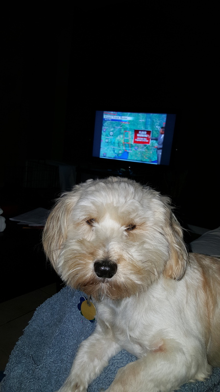 Canelo