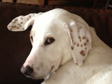 Sadie