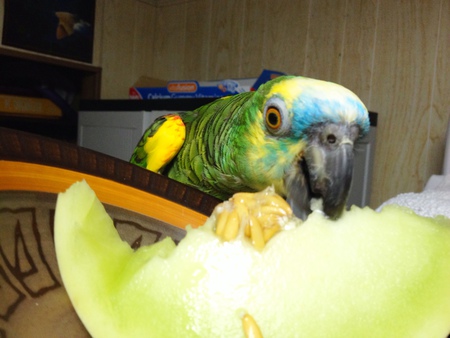 Buddy McParrot