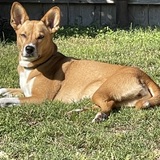 Entry image for Nala