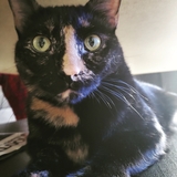 Entry image for Crazy Cat