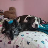 Entry image for Oreo & Delilah