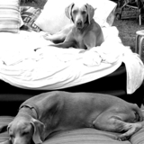 Entry image for Frida & Diego