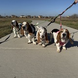 Entry image for Linus, Charlie, Donald, Rosie