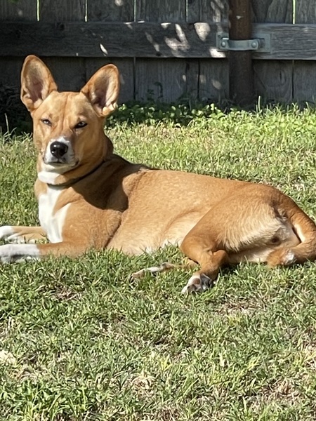 Entry image for Nala. Clicking this image will show a larger photo