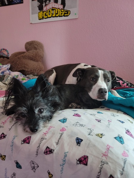 Entry image for Oreo & Delilah. Clicking this image will show a larger photo