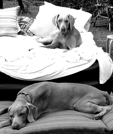 Entry image for Frida & Diego. Clicking this image will show a larger photo