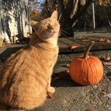 Entry image for Penelope 