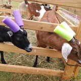 Entry image for Naughty Goats