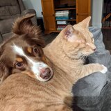Entry image for Cat Pillow