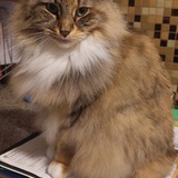 Entry image for Molly