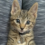 Entry image for Peanut Butter