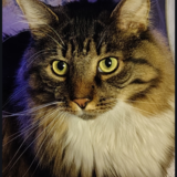 Entry image for Snowpea