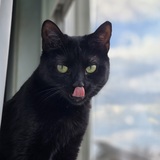 Entry image for Whiskers