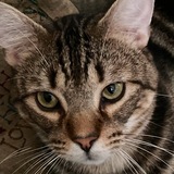 Entry image for Mr Swirls
