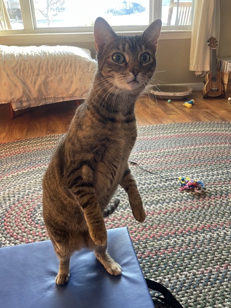 Entry image for Biscuit. Clicking this image will show a larger photo
