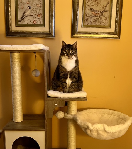 Entry image for Lucy. Clicking this image will show a larger photo