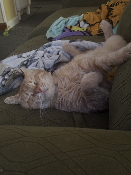 Entry image for Nacho. Clicking this image will show a larger photo