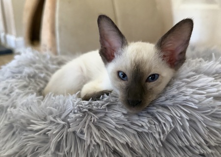Entry image for Finn. Clicking this image will show a larger photo