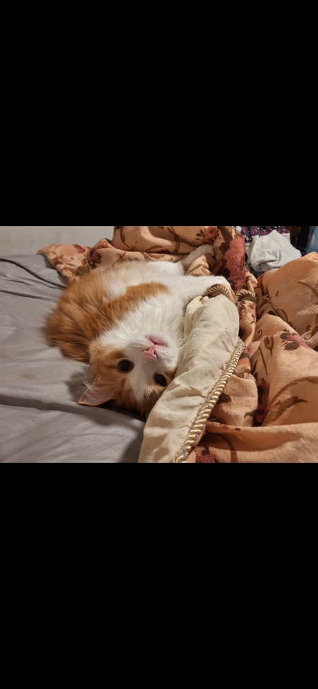 Entry image for Pancake. Clicking this image will show a larger photo