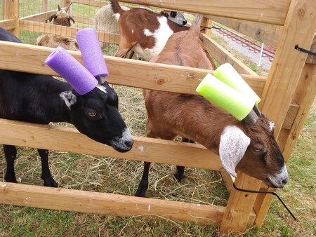 Entry image for Naughty Goats. Clicking this image will show a larger photo