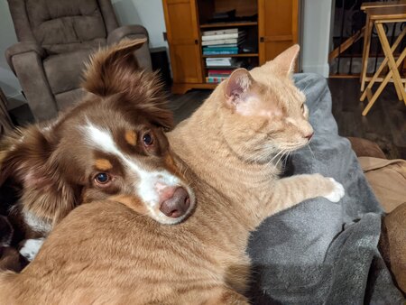 Entry image for Cat Pillow. Clicking this image will show a larger photo