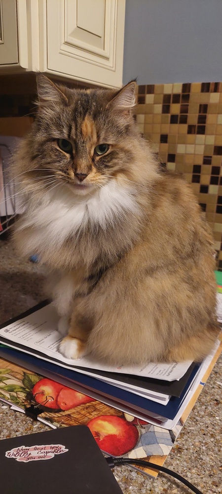 Entry image for Molly. Clicking this image will show a larger photo