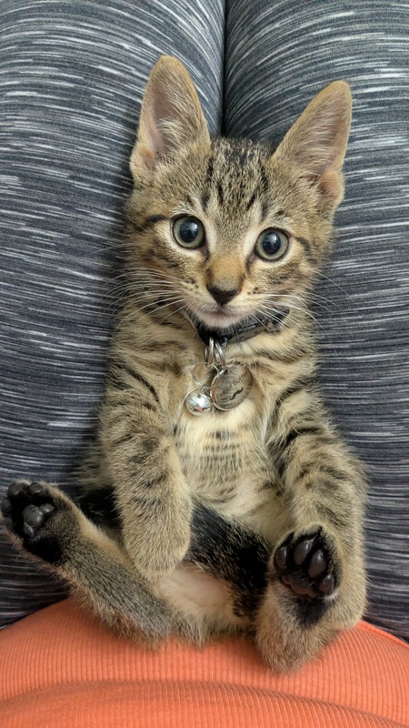 Entry image for Peanut Butter. Clicking this image will show a larger photo