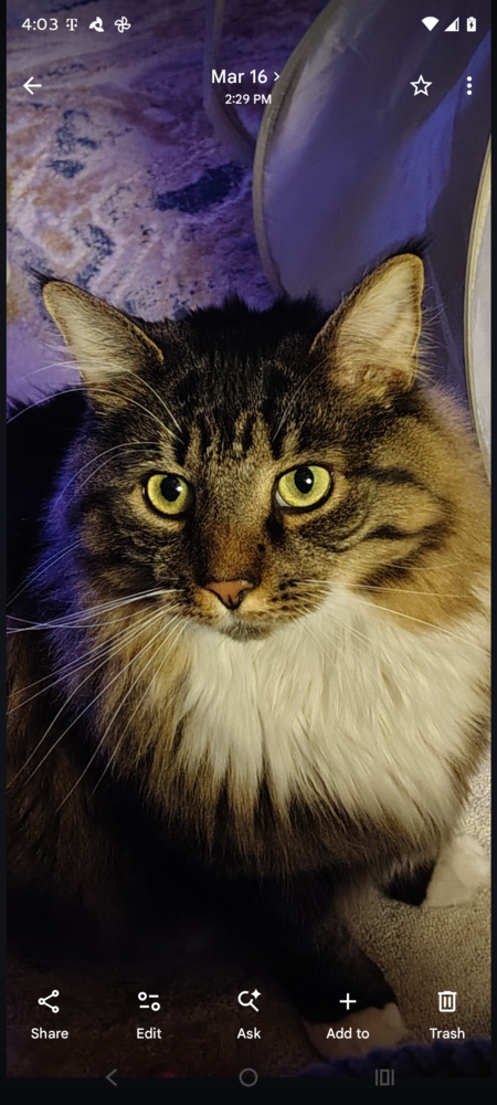 Entry image for Snowpea. Clicking this image will show a larger photo