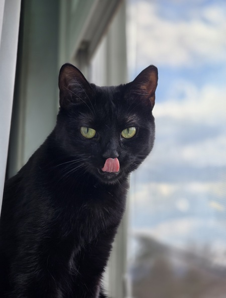 Entry image for Whiskers. Clicking this image will show a larger photo