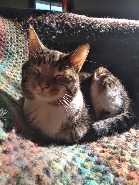 Entry image for Bandit. Clicking this image will show a larger photo