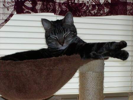 Entry image for BooBoo. Clicking this image will show a larger photo