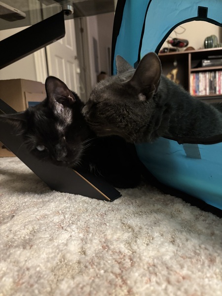 Entry image for Widow & Mishka. Clicking this image will show a larger photo