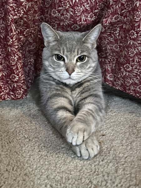 Entry image for Tiggy. Clicking this image will show a larger photo