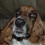 Entry image for Droopy