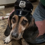Entry image for Otis