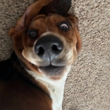 Entry image for Cooper