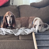 Entry image for Brutus & Bucky