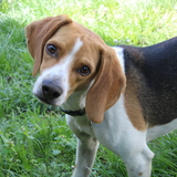 Entry image for Jasper