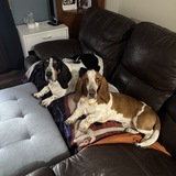 Entry image for Barley and Larry