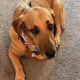 Entry image for Sadie II